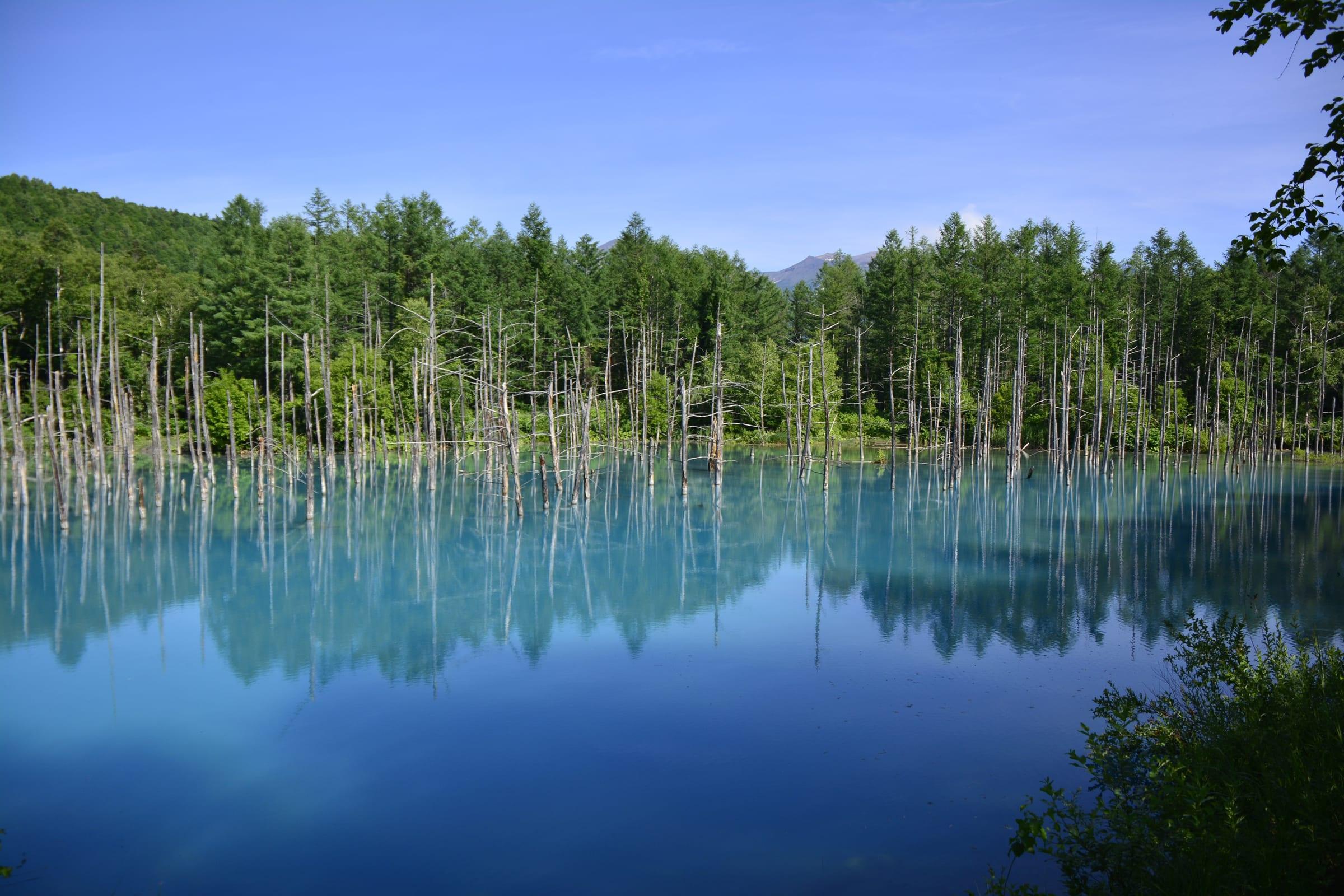 Blue water and standing tree trunks at Shirogane Blue Pond in Biei, Hokkaido